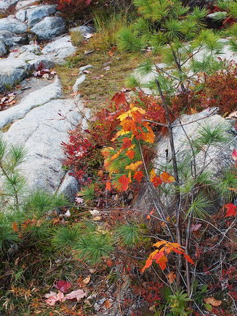 Fall leaves in the rocks