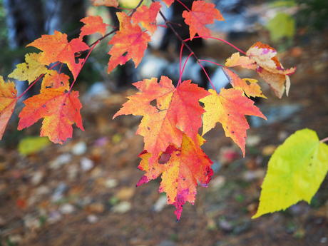 Red-gold leaves