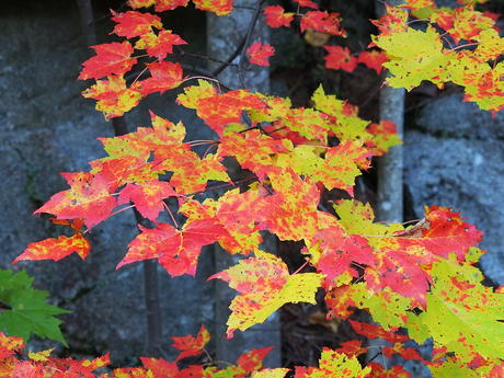 Red-yellow leaves