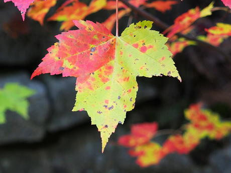 Red-yellow leaf