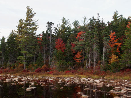 Fall on the Kancamagus Scenic Byway #6