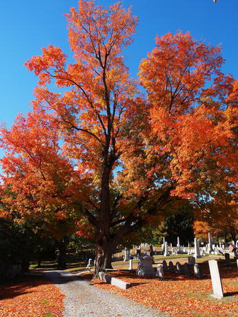 Andover Massachusetts' West Parish Garden Cemetery in fall #16