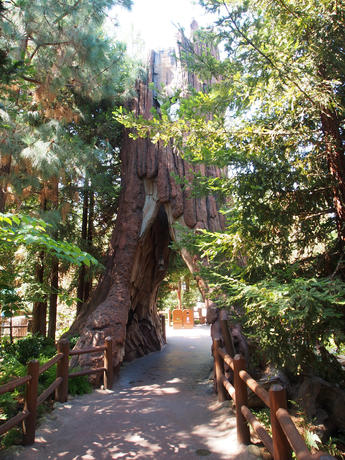 'Redwood' tree passage