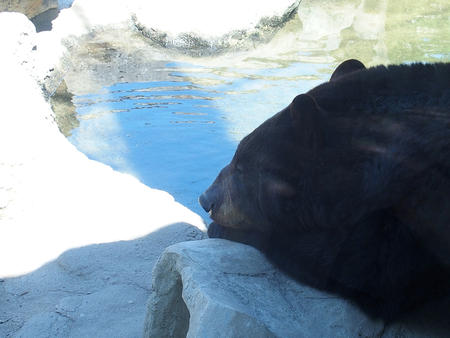 Bear in contemplation