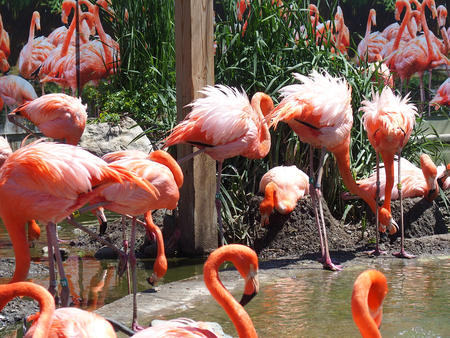 Caribbean flamingos #3