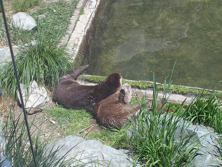 River otters #2