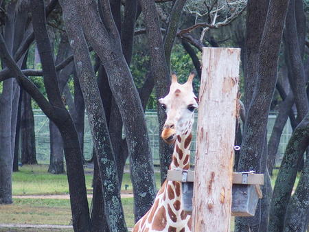 Reticulated Giraffe #2