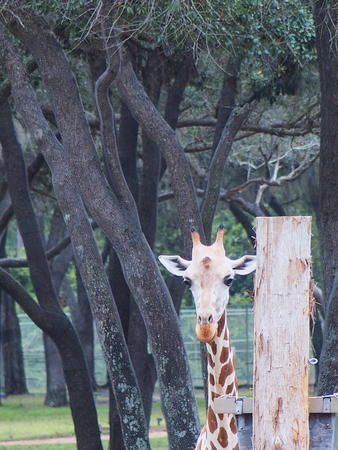 Reticulated Giraffe #3