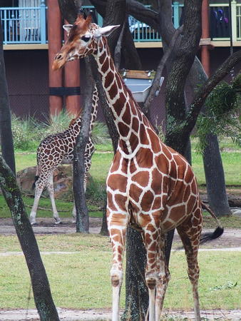 Reticulated Giraffe #5