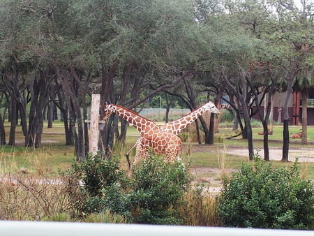 Two headed giraffe