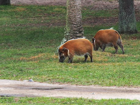 Red River Hogs #2