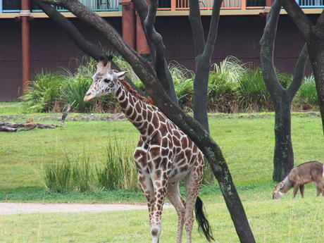 Reticulated Giraffe #7