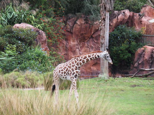 Reticulated Giraffe #9