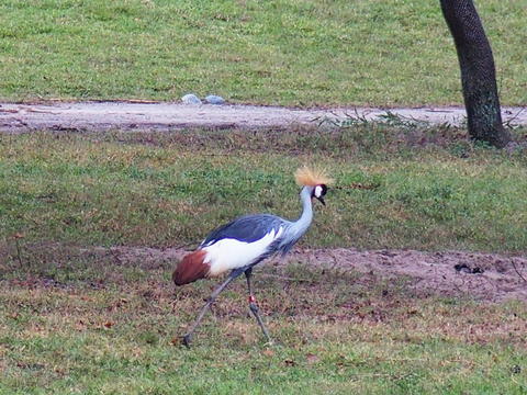 East African Crowned Crane #3