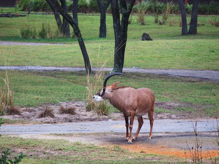 Roan Antelope #3