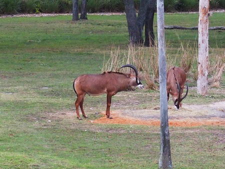 Roan Antelope #5