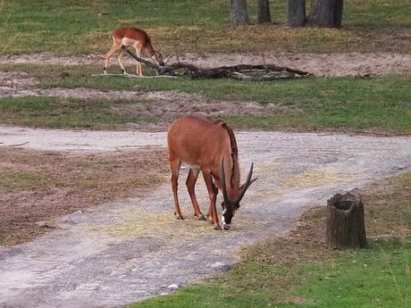 Roan Antelope #8