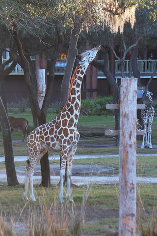 Reticulated Giraffe #13