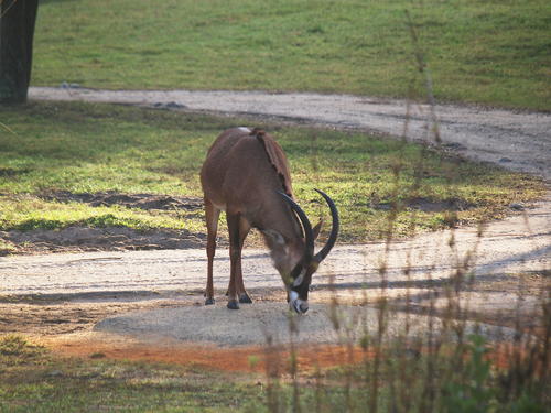 Roan Antelope #12