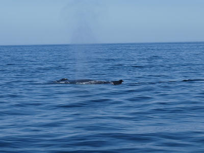 Whale blowhole