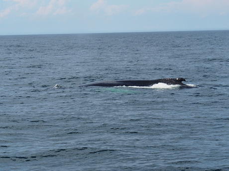 Whale #2