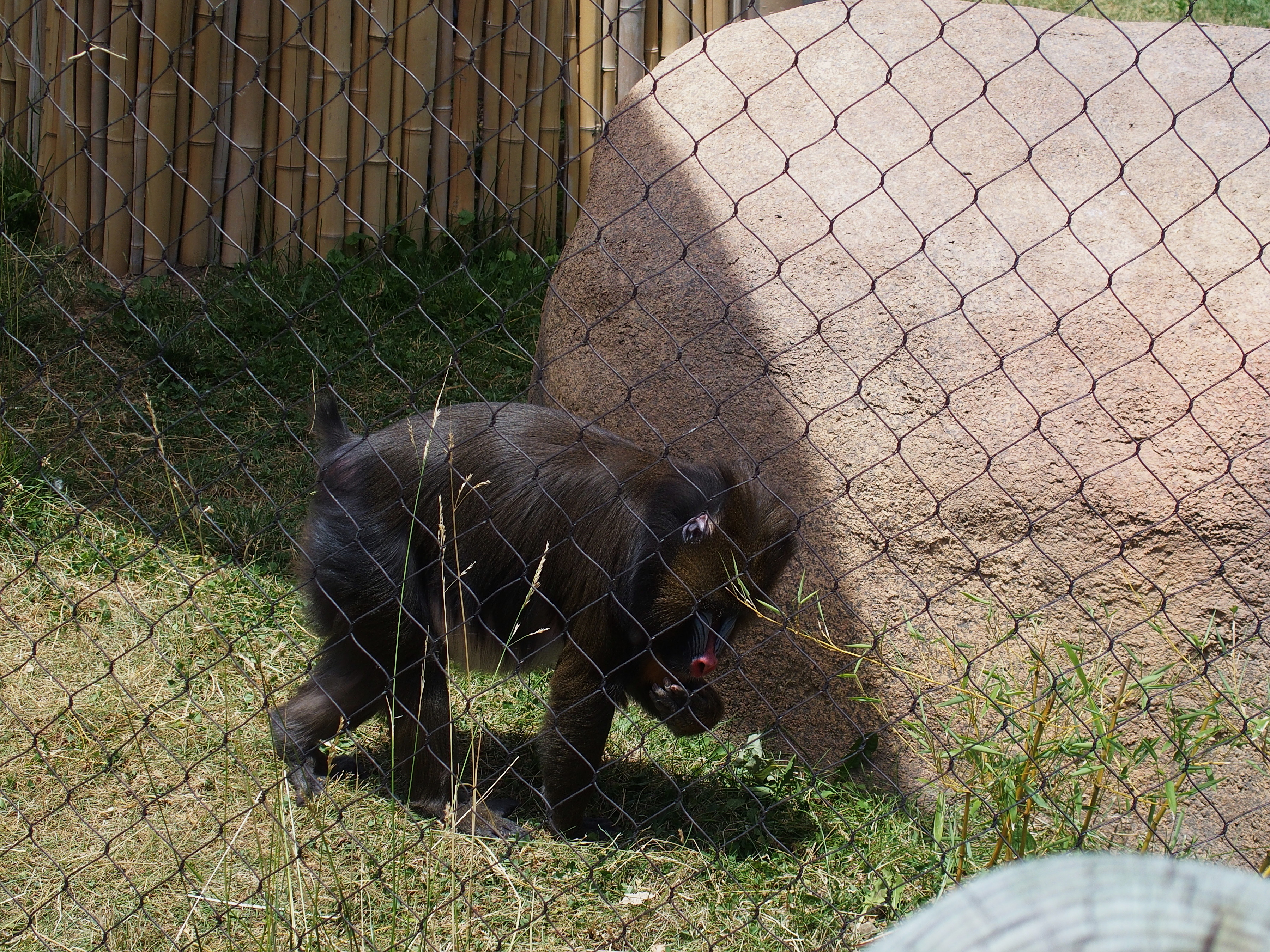 Monkey or great ape