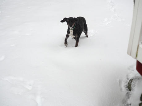 Sophie in the snow #5