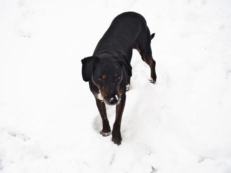 Sophie in the snow #8