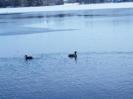 Ducks in winter #2