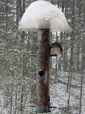 Tufted titmouse at the feeder #2