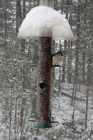 Tufted titmouse at the feeder #3