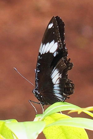 Black & White butterfly #2