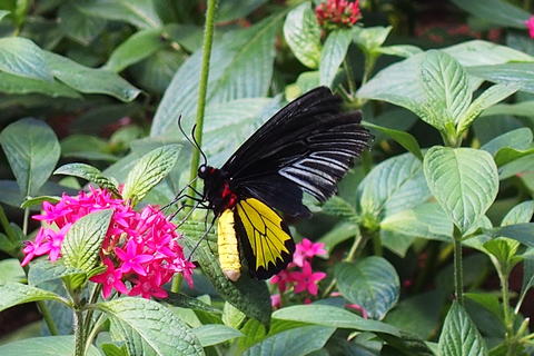Yellow and Black butterfly