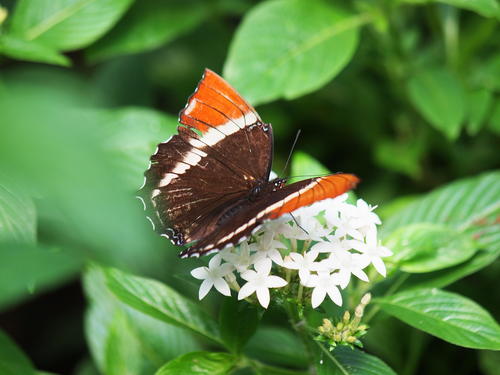 Brown and orange butterfly #2