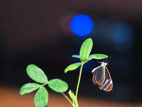 Transparent butterfly
