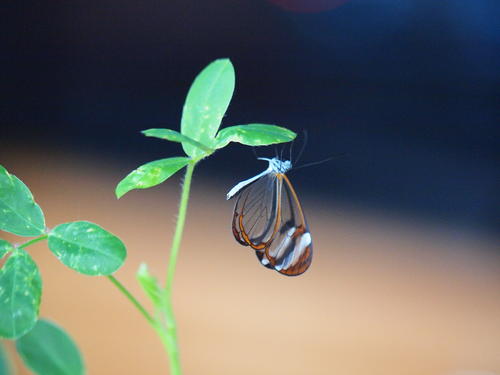 Transparent butterfly #3
