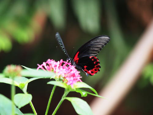 Black and red butterfly #3