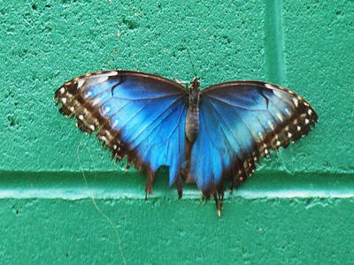 Blue butterfly #2