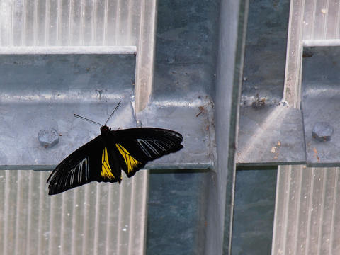 Black and yellow butterfly