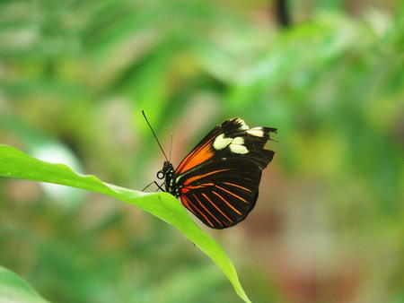 Black and orange butterfly #2