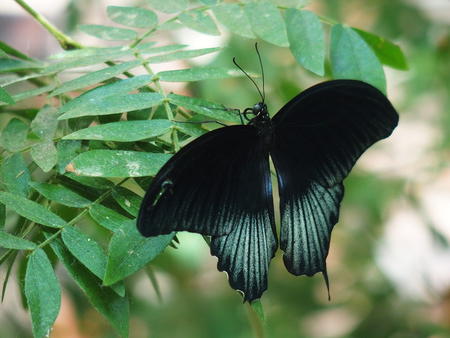 Black butterfly #3