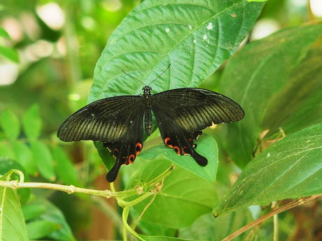 Black butterfly #4