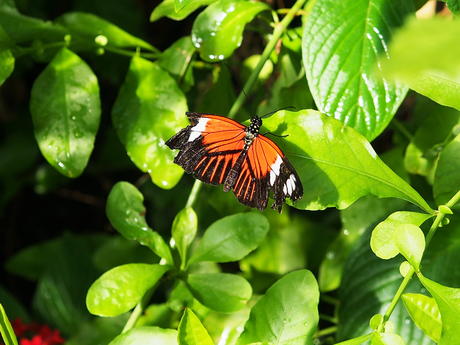Orange and black butterfly #2