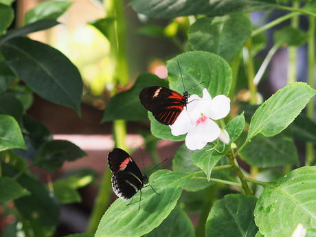 Butterflies #2