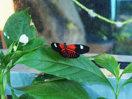 Black and red butterfly #4