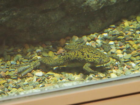 African clawed frog #2