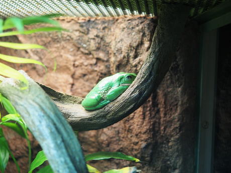 Mexican dumpy frog