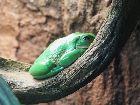 Mexican dumpy frog #2