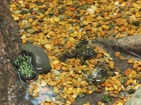 Fire-bellied toad #2