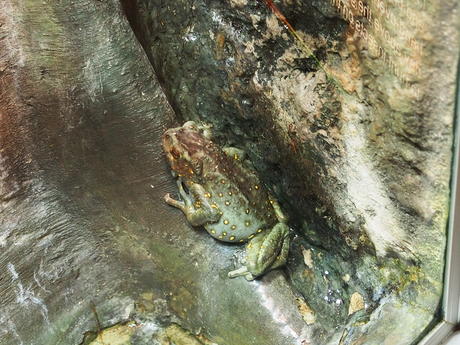 Asian tree toad